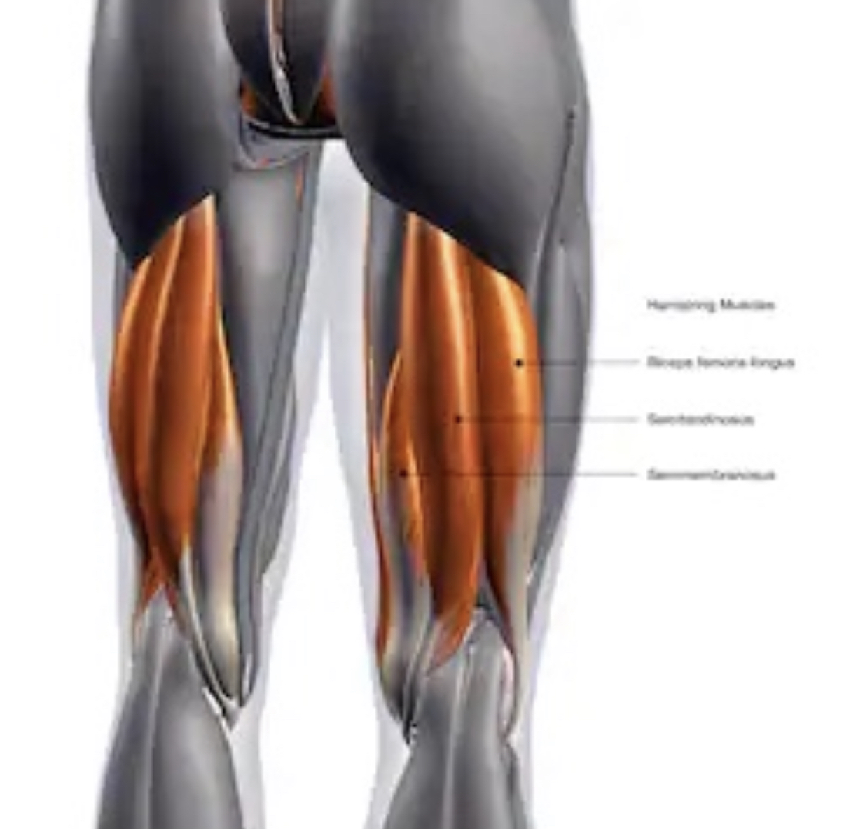 Hamstring strength after ACL surgery, CORE Physical Therapy explains