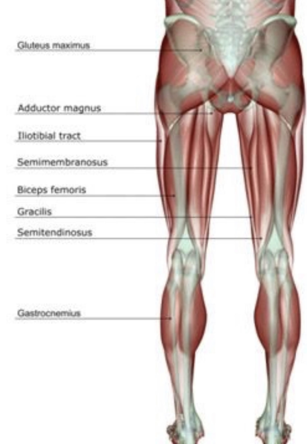 Hamstring Strength After Acl Surgery Core Physical Therapy Explains C O R E Physical