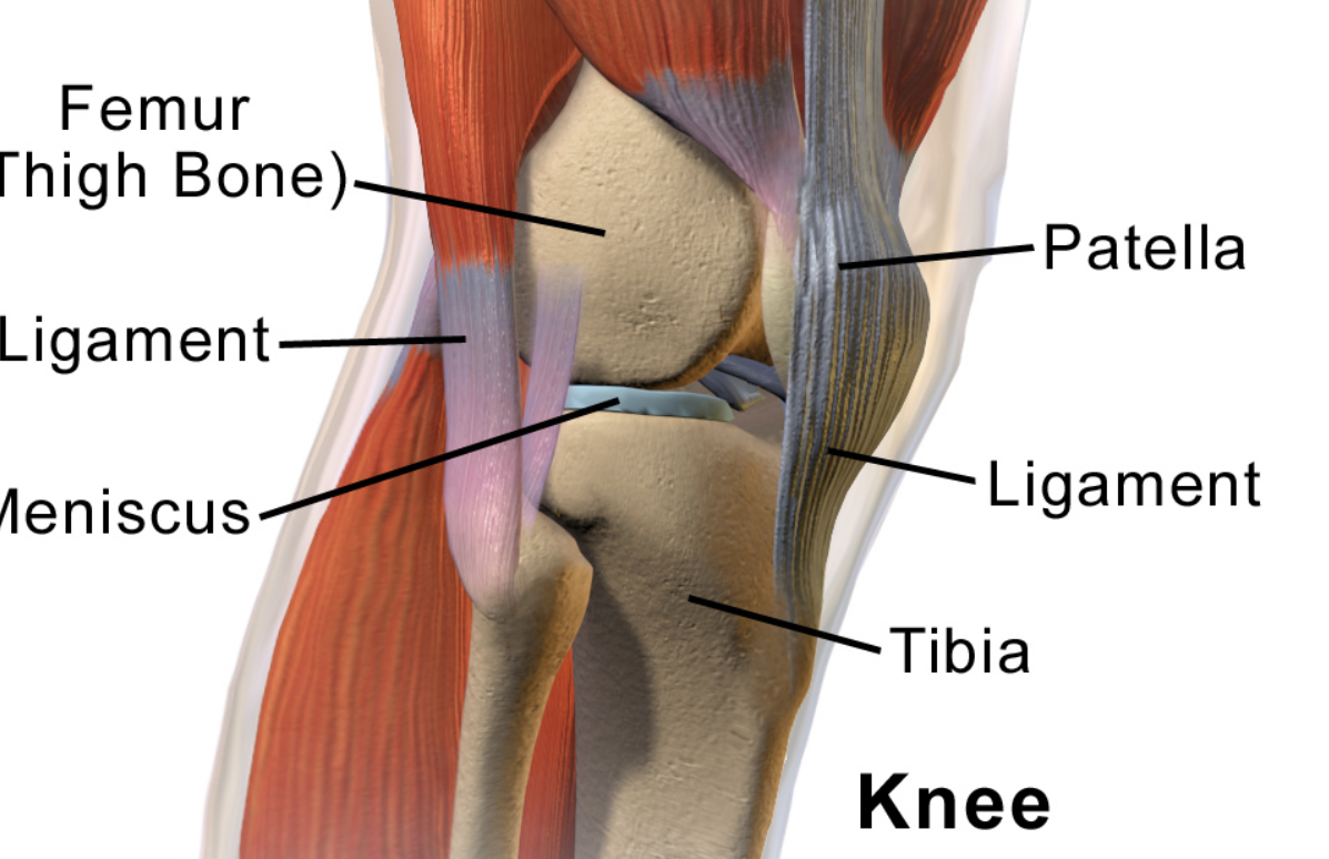 Связки надколенника анатомия. Полуперепончатая мышца коленного сустава. Коленный мениск анатомия. Мышцы коленного сустава анатомия.